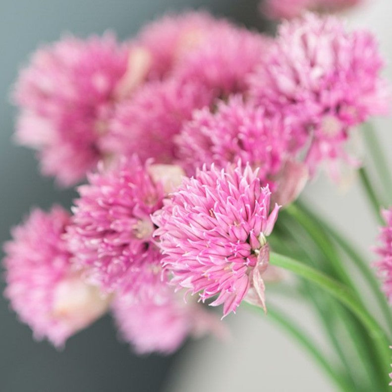Allium schoenoprasum 'Forescate' - graslaukur