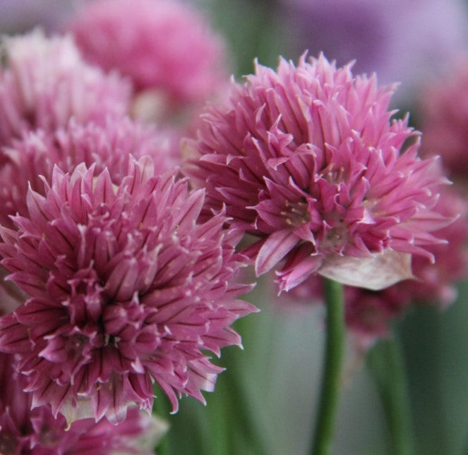 Allium schoenoprasum 'Forescate' - graslaukur
