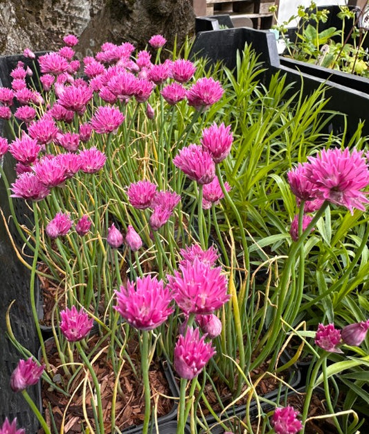 Allium schoenoprasum 'Rising Star' - graslaukur