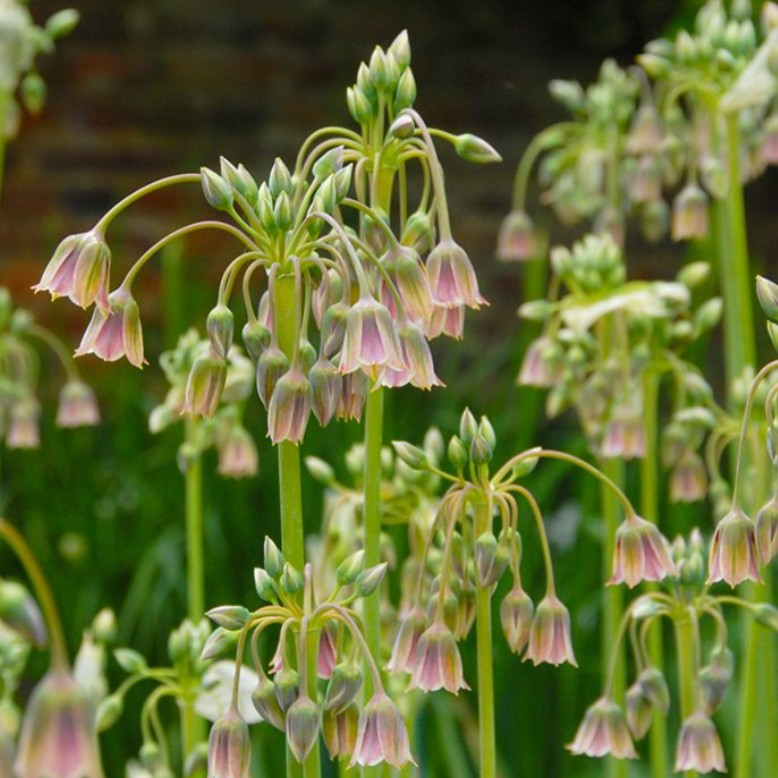 Allium siculum - furðulaukur