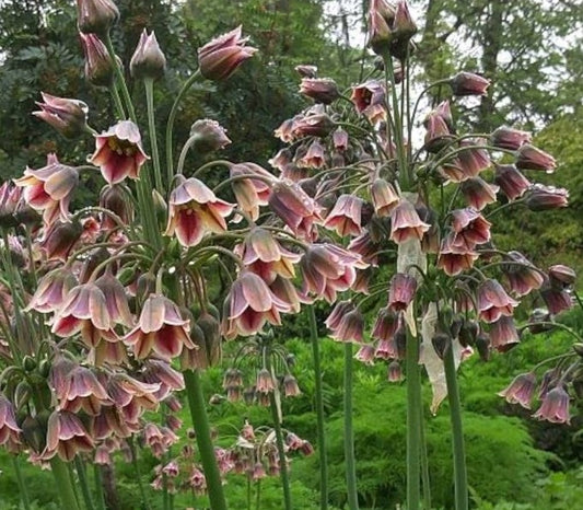 Allium siculum - furðulaukur