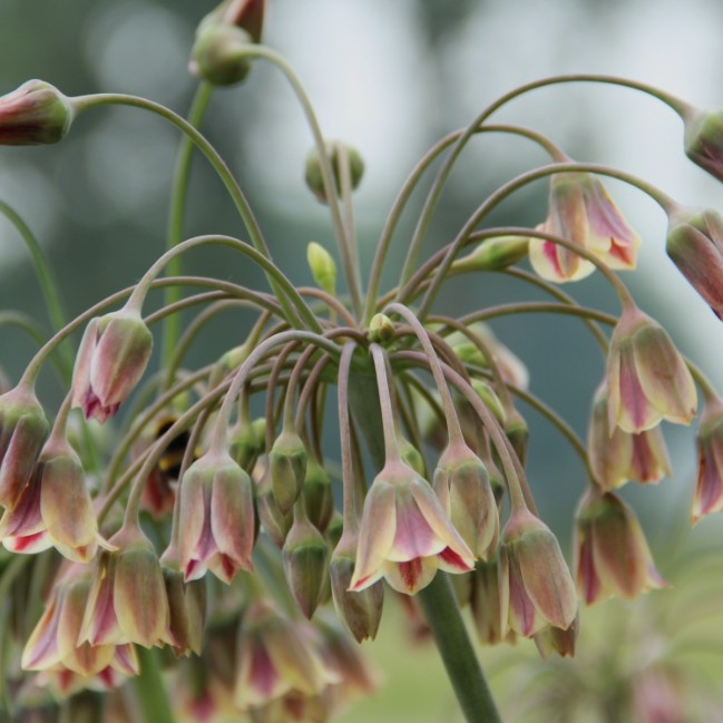 Allium siculum - furðulaukur