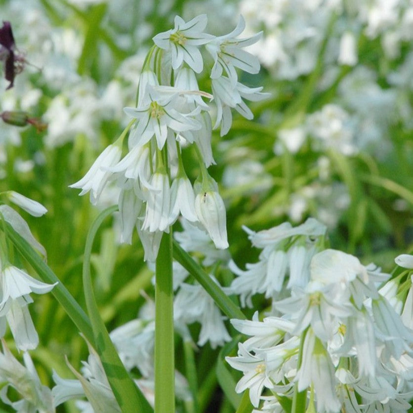 Allium triquetrum - hornlaukur