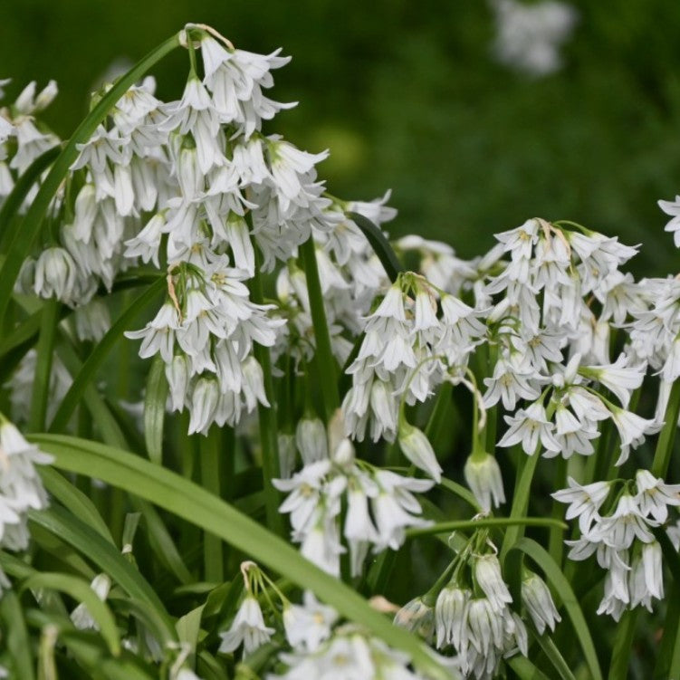 Allium triquetrum - hornlaukur