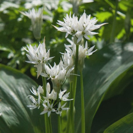 Allium ursinum - bjarnarlaukur