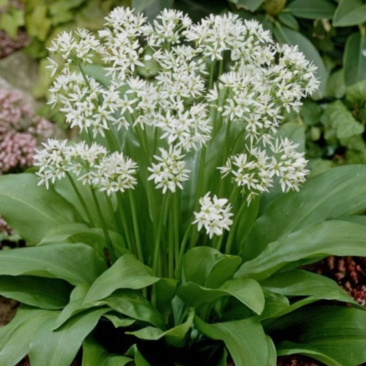 Allium ursinum - bjarnarlaukur