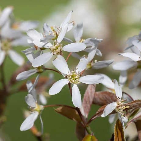Amelanchier lamarckii - garðaamall
