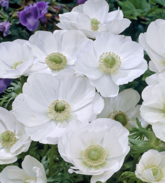 Anemone coronaria 'The Bride' - maríusnotra
