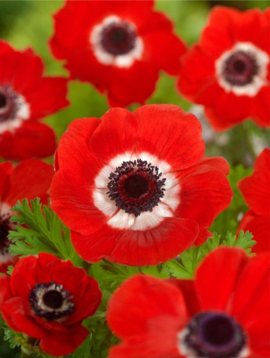 Anemone coronaria 'Hollandia' - maríusnotra