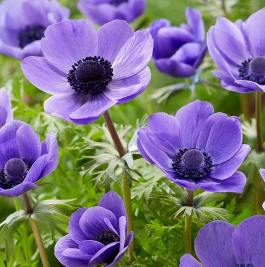 Anemone coronaria 'Mr. Fokker' - maríusnotra