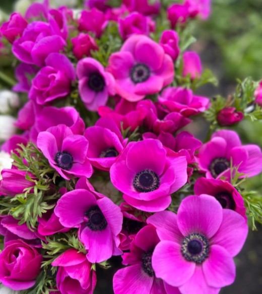 Anemone coronaria 'Sylphide' - maríusnotra