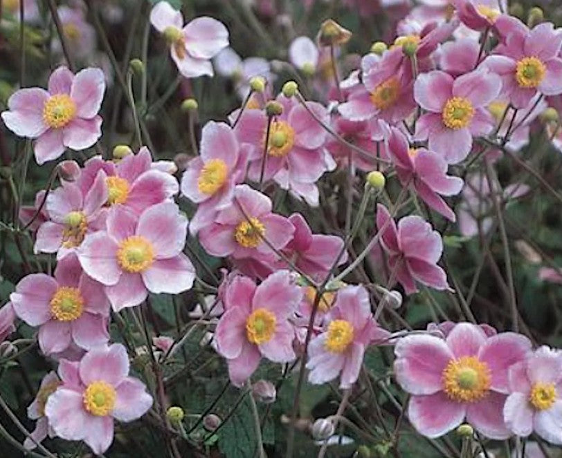 Anemone 'Hadspen Abundance' - haustsnotra