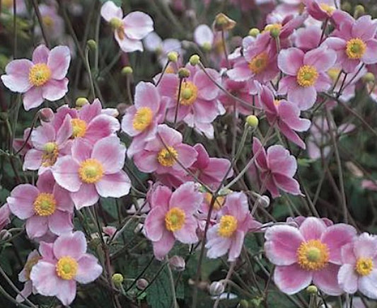 Anemone 'Hadspen Abundance' - haustsnotra
