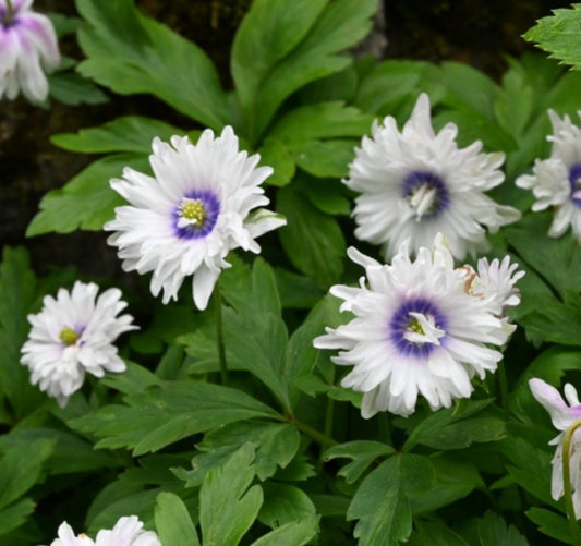 Anemone nemorosa 'Blue Eyes' - skógarsnotra