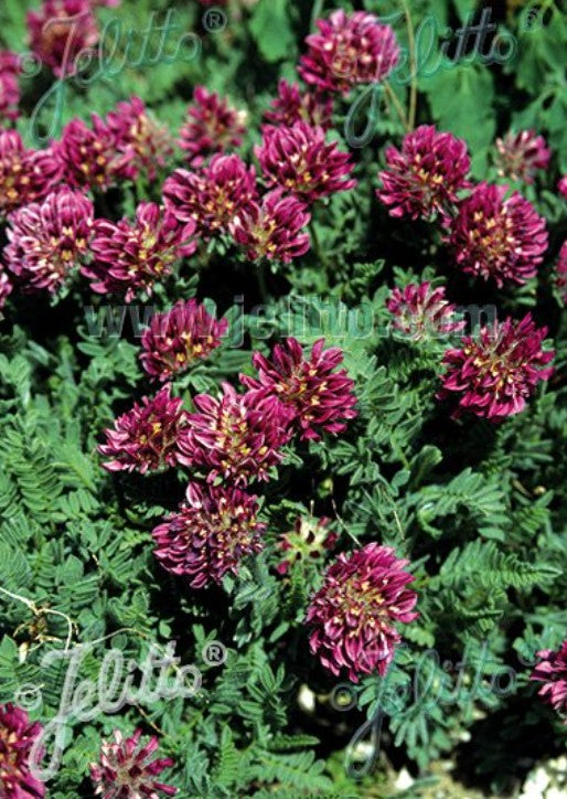 Anthyllis montana f. rubra - fjallagullkollur