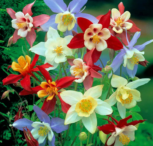 Aquilegia 'Dragon Fly mix' - garðavatnsberi