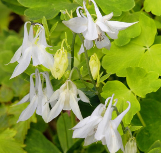 Aquilegia vulgaris 'Mellow Yellow' - skógarvatnsberi