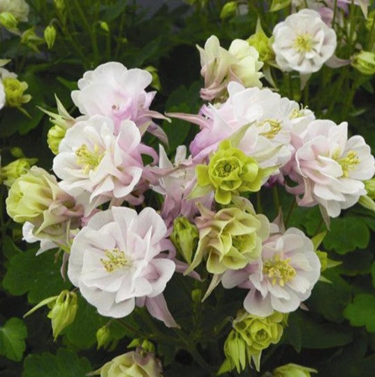 Aquilegia 'Winky Double Rose-White' - skógarvatnsberi
