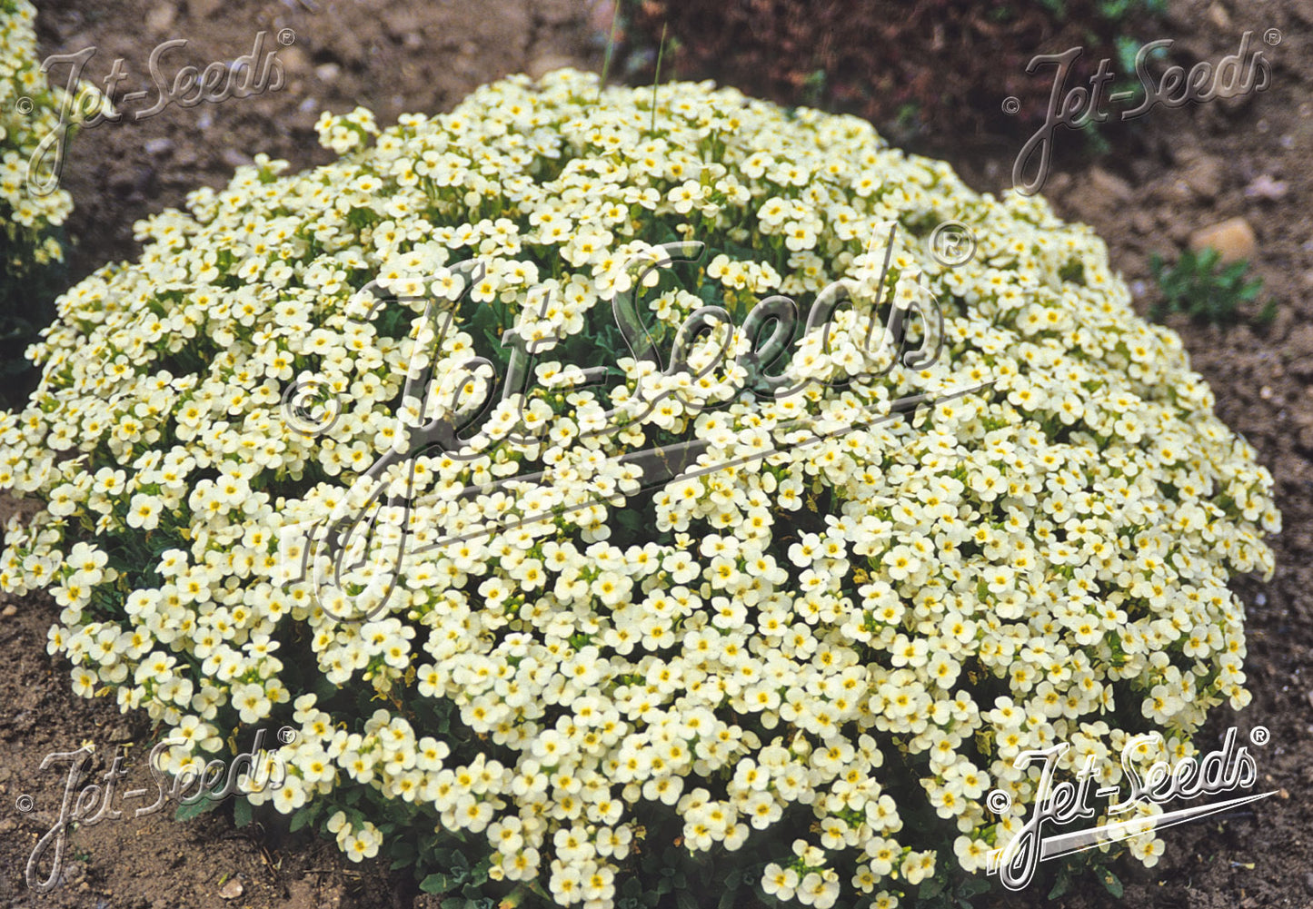 Arabis caucasica 'Pixie Cream' - garðskriðnablóm