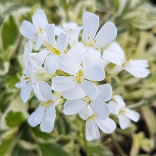 Arabis caucasica 'Variegata' - garðskriðnablóm