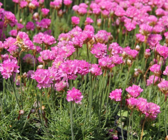 Armeria maritima 'Dusseldorfer Stolz' - geldingahnappur