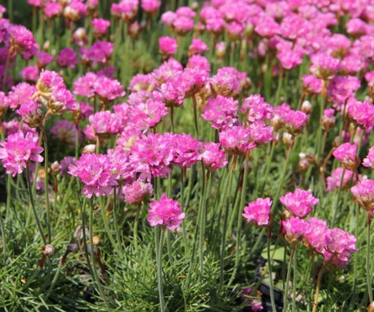 Armeria maritima 'Dusseldorfer Stolz' - geldingahnappur