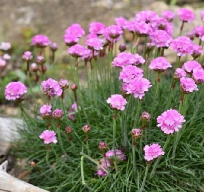 Armeria maritima 'Rosea Compacta' - geldingahnappur