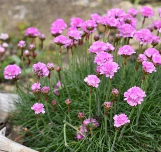 Armeria maritima 'Rosea Compacta' - geldingahnappur