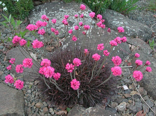 Armeria maritima 'Rubrifolia' - geldingahnappur
