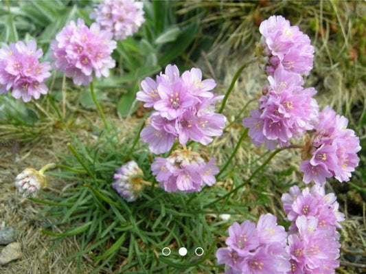 Armeria maritima 'Schöne von Fellbach' - geldingahnappur