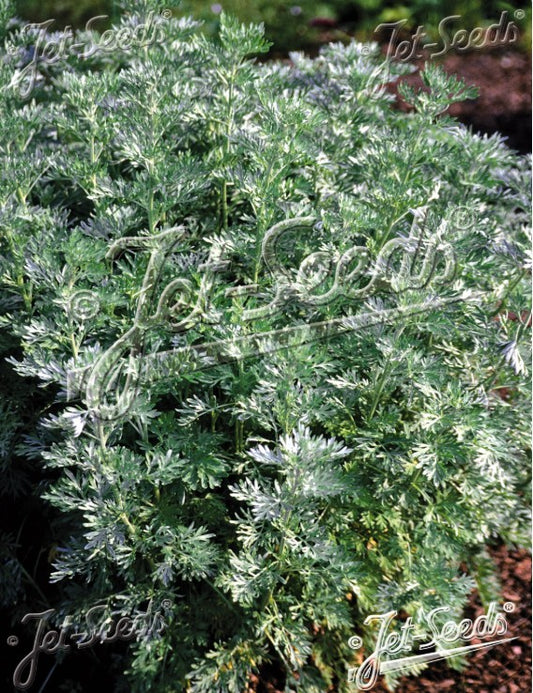 Artemisia absinthium - malurt