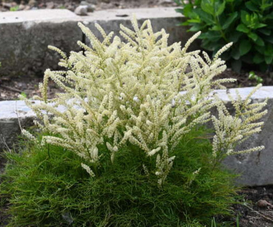 Aruncus 'Fairy Hair' - geitaskegg