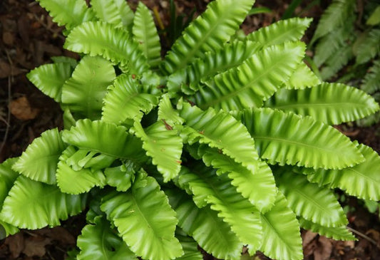 Asplenium scolopendrium 'Undulatum' - hjartartunguburkni
