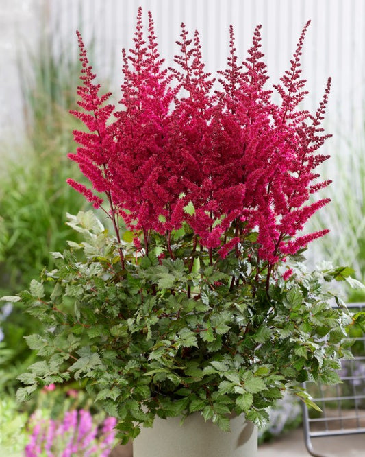 Astilbe chinensis 'Vision Volcano' - musterisblóm