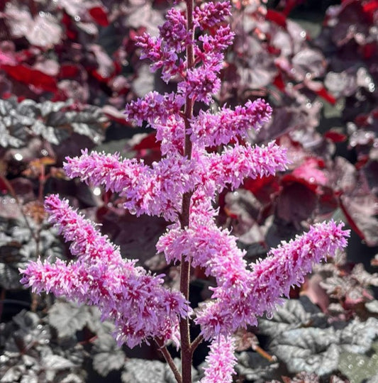 Astilbe 'Dark Side of the Moon' - kínablóm
