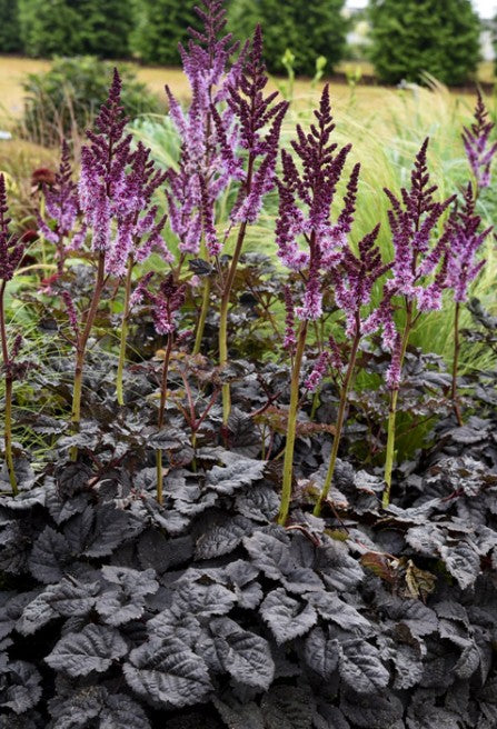 Astilbe 'Dark Side of the Moon' - kínablóm