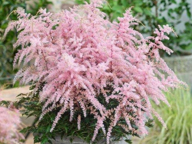 Astilbe simplicifolia 'Hennie Graafland' - musterisblóm