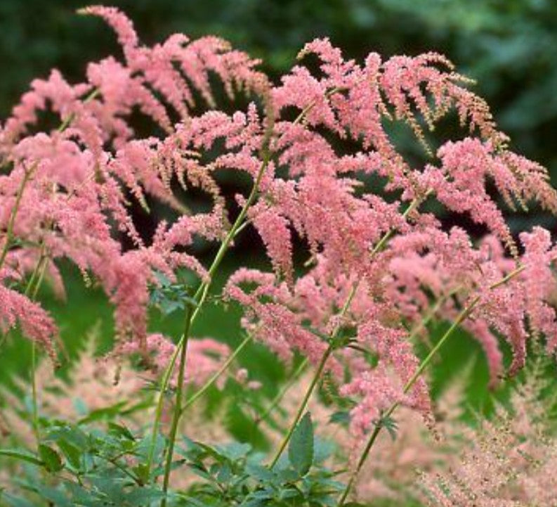 Astilbe thunbergii 'Straussenfeder' - hofblóm