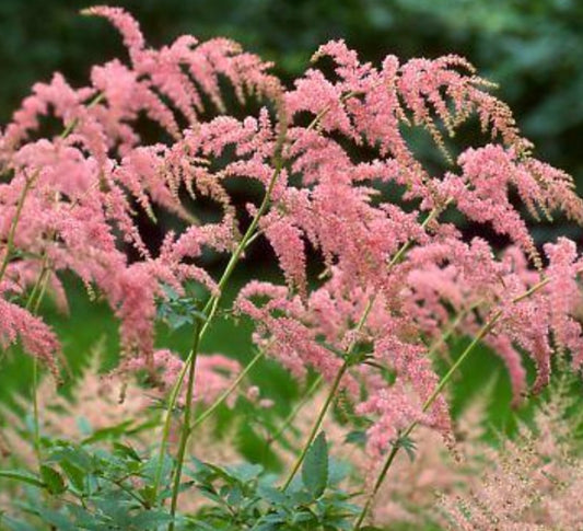 Astilbe thunbergii 'Straussenfeder' - hofblóm