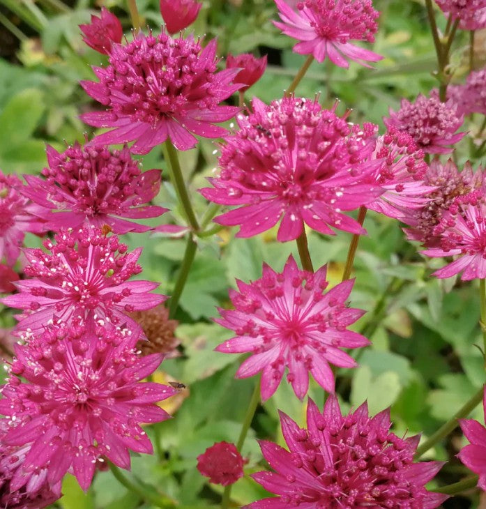 Astrantia major 'Capri' - sveipstjarna