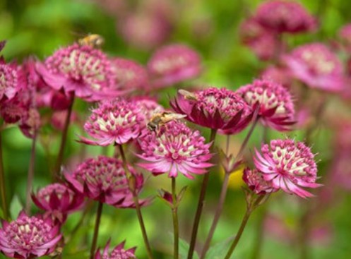 Astrantia major 'Claret' - sveipstjarna