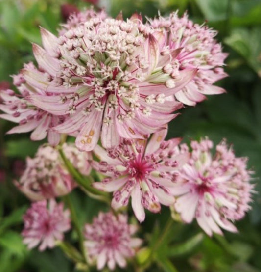 Astrantia major 'Sparkling Stars Pink' - sveipstjarna