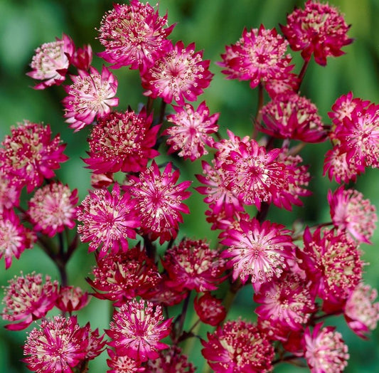 Astrantia major 'Moulin Rouge' - sveipstjarna