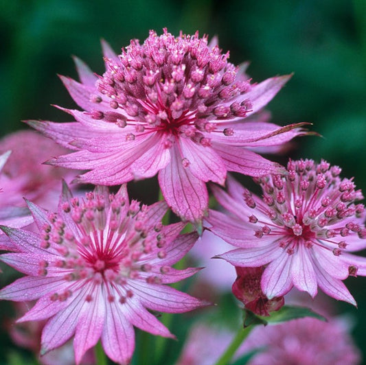 Astrantia major 'Roma' - sveipstjarna