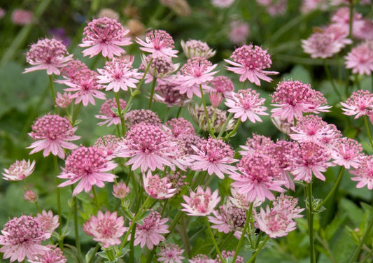 Astrantia major 'Roma' - sveipstjarna