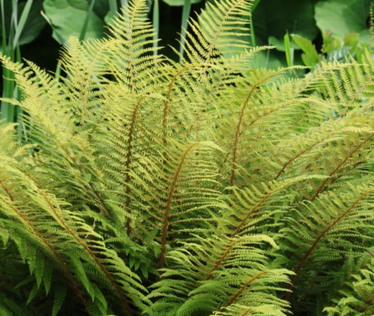 Athyrium filix-femina 'Rotstiel' - fjöllaufungur