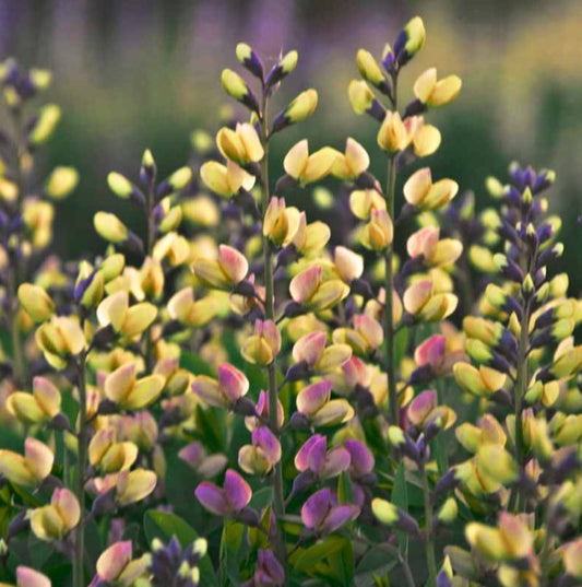 Babtisia 'Pink Lemonade' - garðalitka