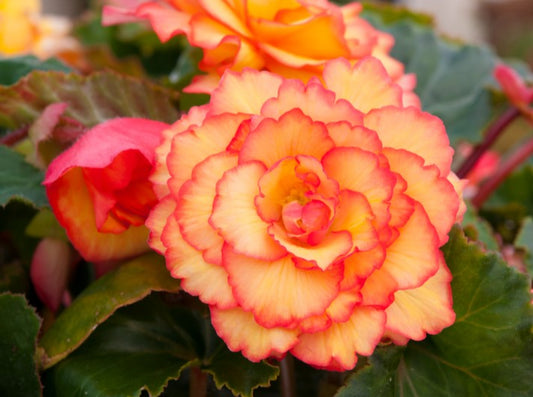 Begonia F1 'Illumination Golden Picotee' - hengibegonía