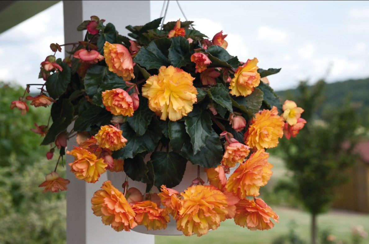 Begonia F1 'Illumination Golden Picotee' - hengibegonía