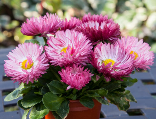 Bellis perennis 'Bam Bam Rose' - fagurfífill